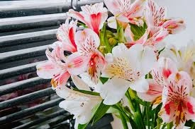 Iris & Alstroemeria Delight